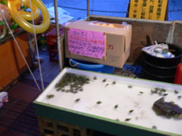 P1010380b.jpg
