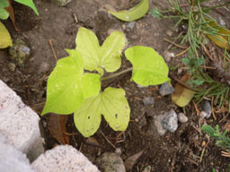 P1000891.jpg